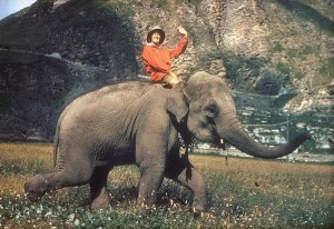 elefant-ember2
